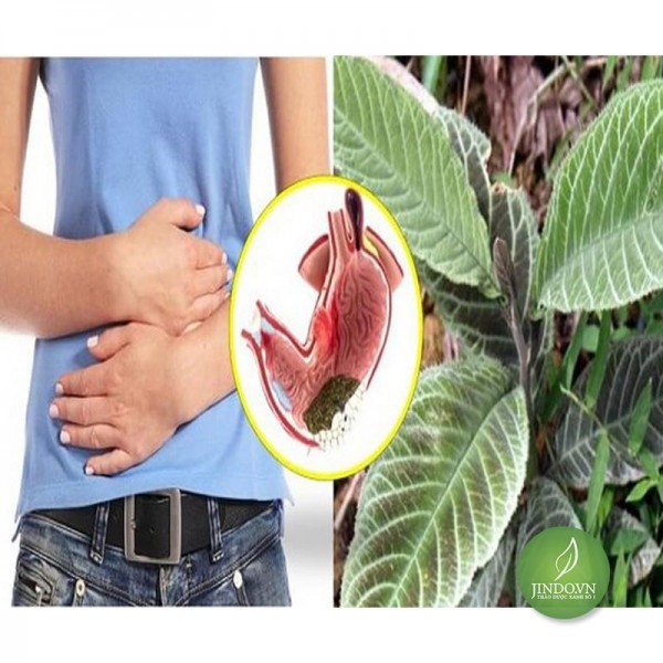 Lá Khôi Tía (cây khôi nhung) 500gram  - Hỗ trợ hiệu quả bệnh viêm dạ dày JD165