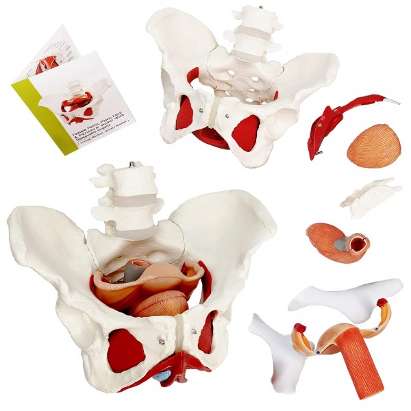 Female Pelvis and Perineum Model with Removable Organs,Magnetic Mounting,Hand-Painted, Female Pelvic Floor Muscle Anatomical Model & Uterus Vagina ...