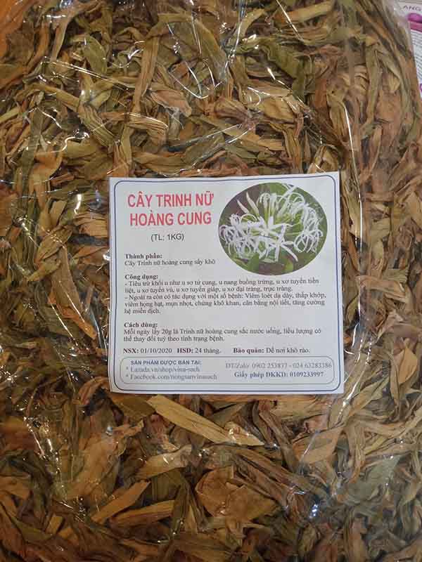 Cây trinh nữ hoàng cung (500G)